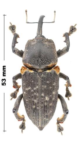 Réf. 339 653 : Homalinotus validus